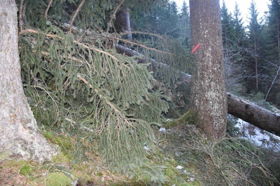 Grigioni: cade da un albero, vita in pericolo