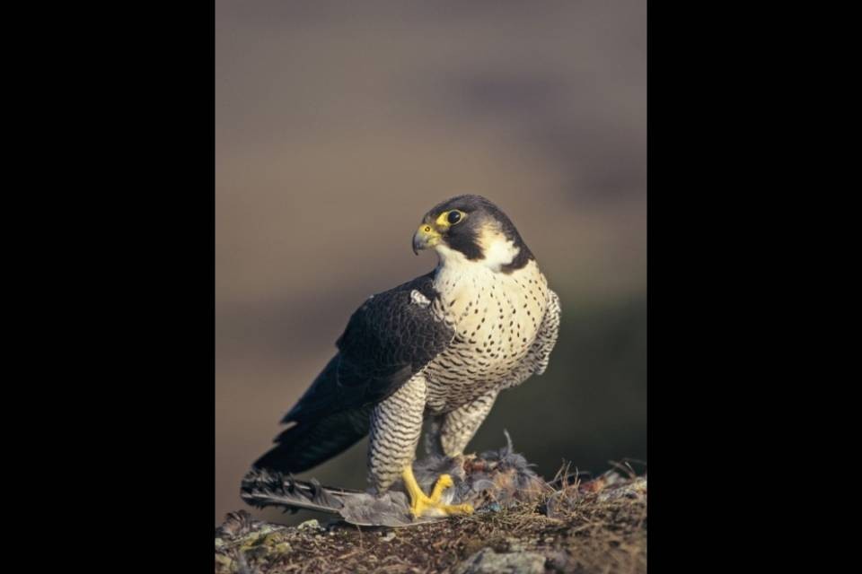 Il falco pellegrino è l’uccello dell’anno 2018