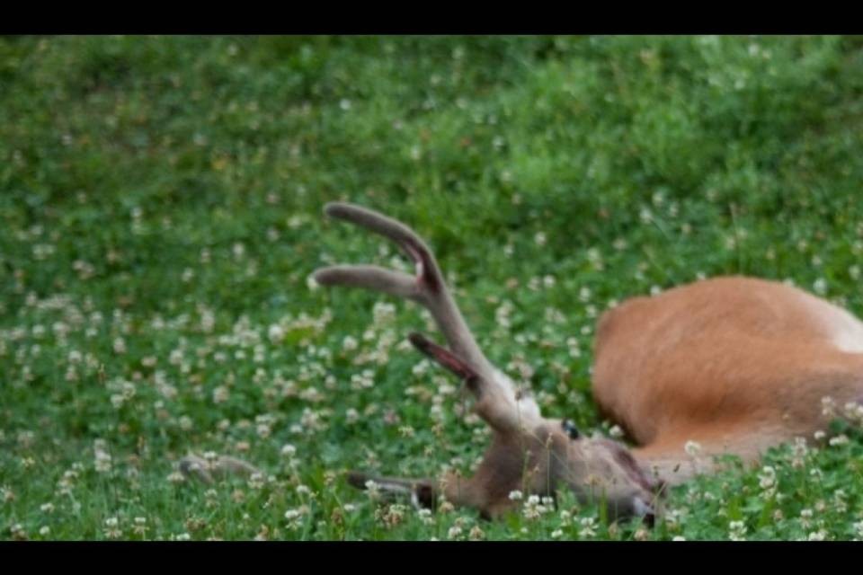 Cervo muore infilzato a Bellinzona