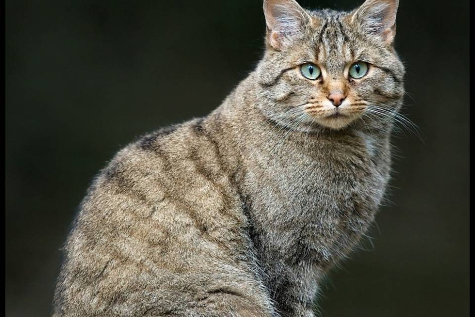 Ricerca di gatti selvatici nei pressi del lago di Neuchâtel