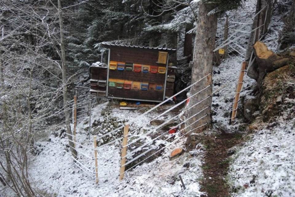 L'orso ha colpito nel Canton Uri