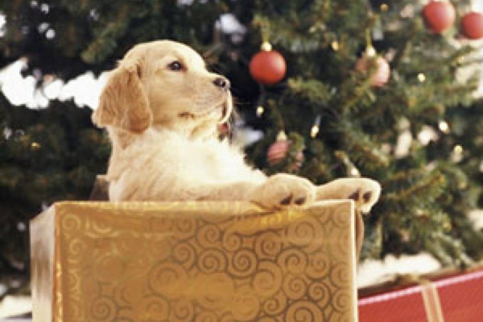 Regalare cani e gatti? Meglio di no...
