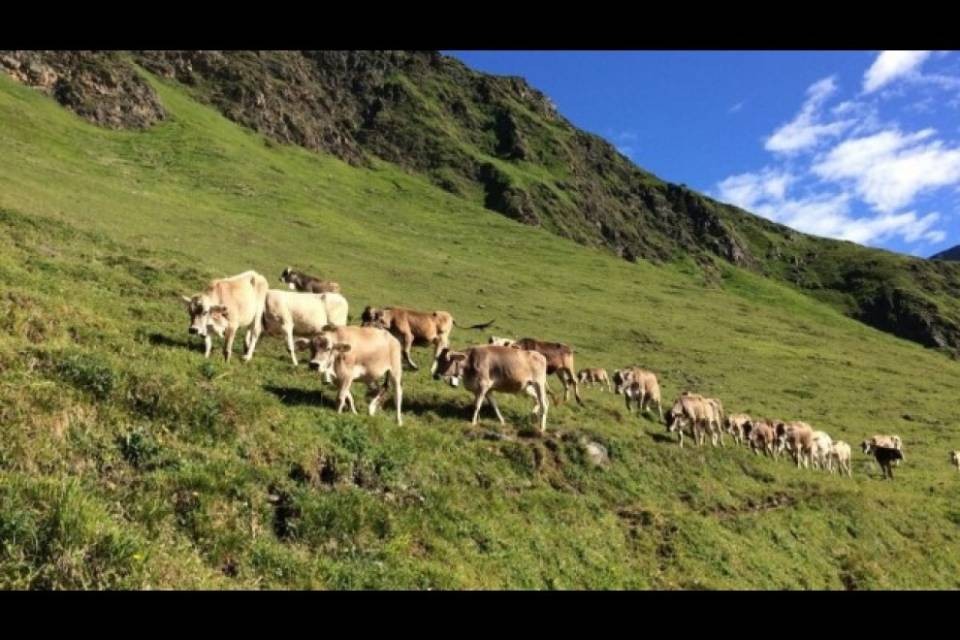 Allevamenti rispettosi animali: non proprio così idilliaci