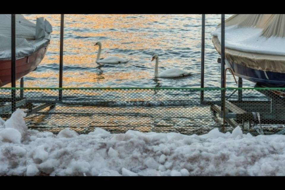 Reti 'anti cigni' a Paradiso: "Ne abbiamo trovato uno morto"