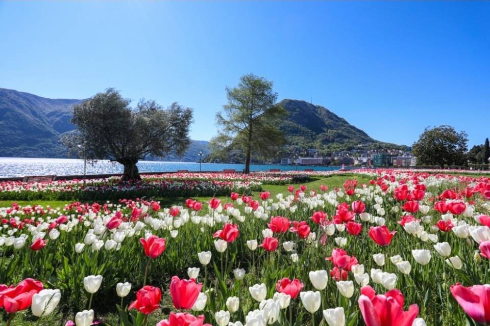 75mila tulipani in fiore a Lugano