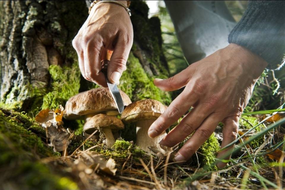 No al patentino per fungiatt