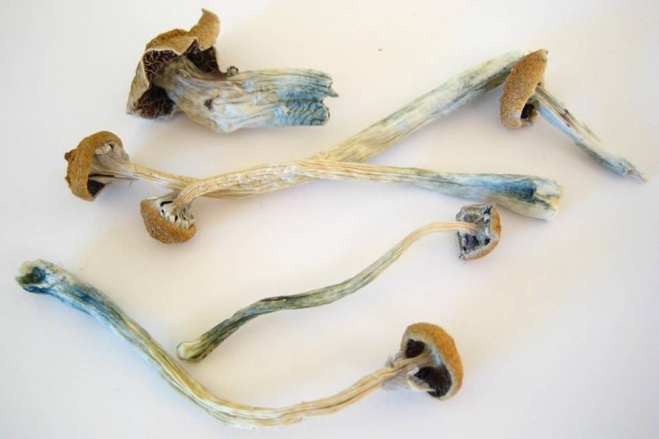 Denver depenalizza i funghi allucinogeni