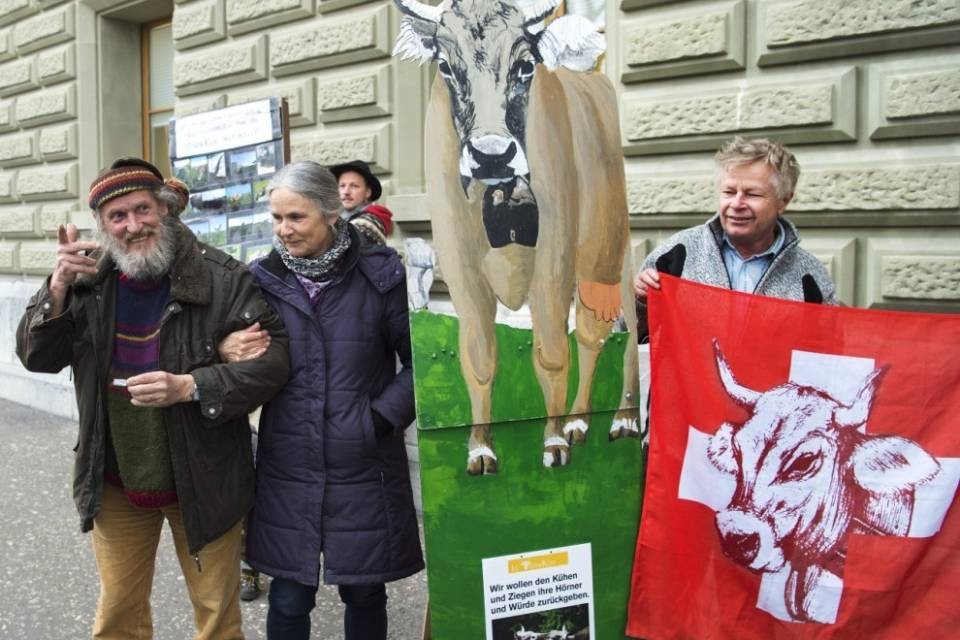 "Gli animali stanno bene anche senza corna"