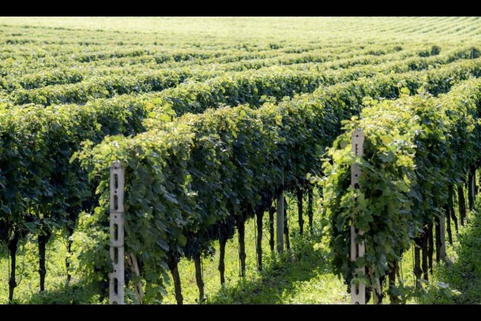 Vendemmia, fissati i prezzi delle uve di Merlot