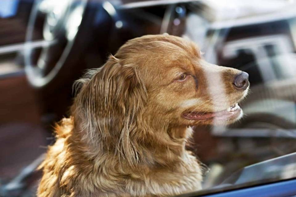 Lascia i cani nell'auto rovente, 2000 euro di multa