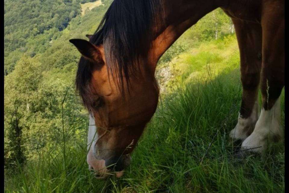 "Aiutatemi a ritrovare la mia cavalla"