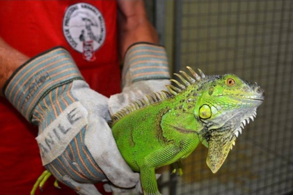 Un'iguana verde "ospite" dell'albergo Losone