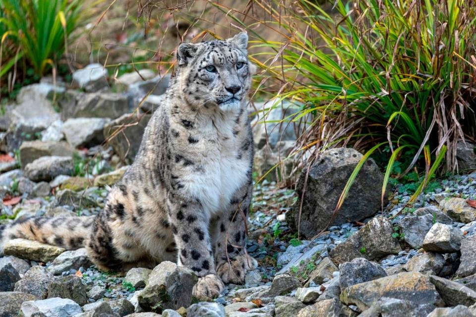 Villy aveva 17 anni, con la compagna Dshamilja (morta nel 2019) aveva avuto cinque cuccioli. Foto Zoo Zürich, Enzo Franchini