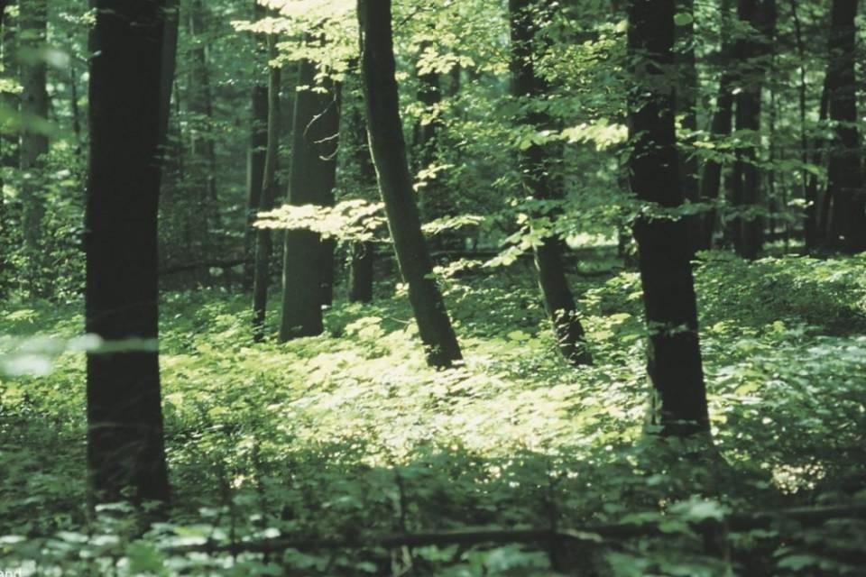 Il WWF denuncia i vandali di Gordola