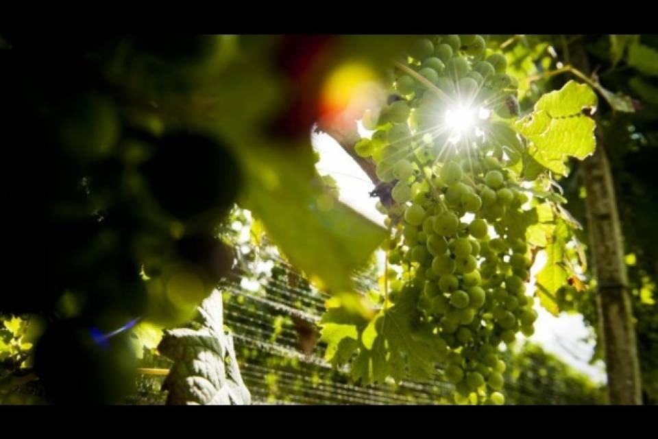 Febbraio tra i più caldi di sempre, un rischio per i vini ticinesi?