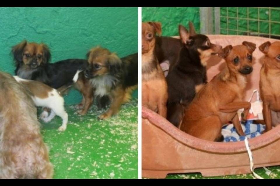 La maggior parte dei cani sequestrati ha trovato un padrone
