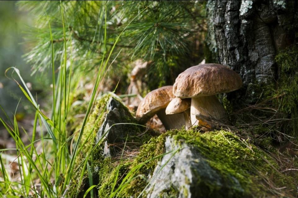 Funghi radioattivi a 33 anni da Cernobyl, ma entro i limiti