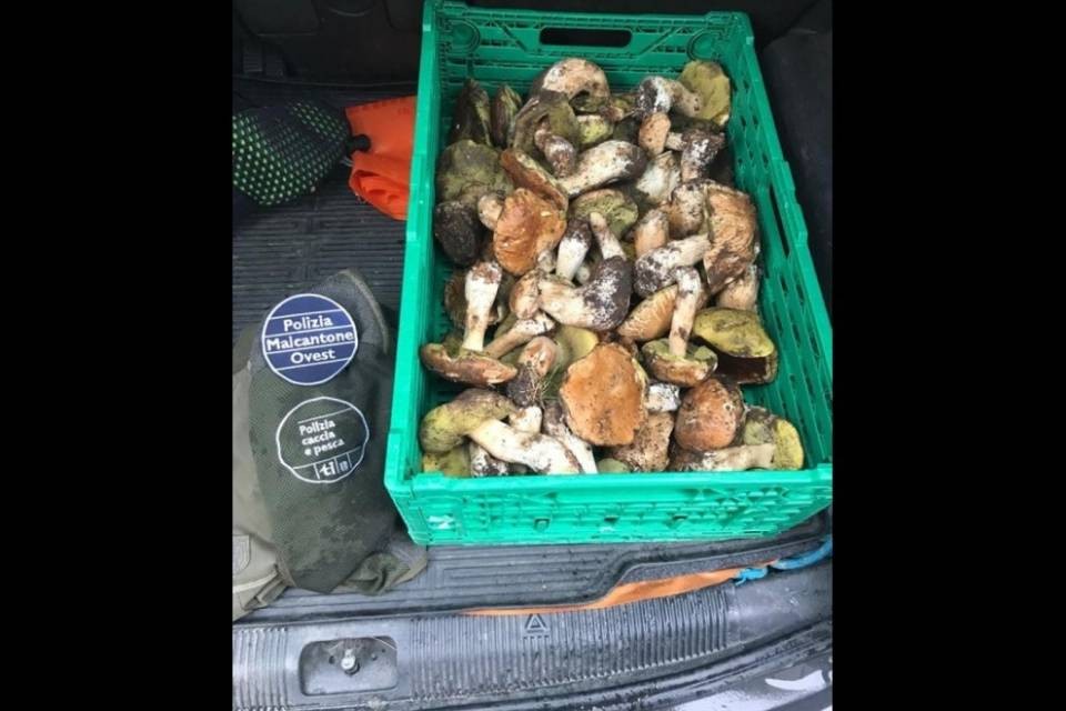 Pizzicati quattro 'fungiatt' non in regola