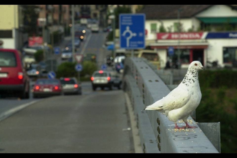"Sì al terzo ponte sulla Maggia"