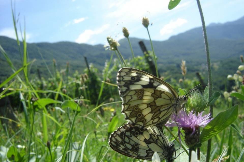 120 farfalle delle nostre Valli in esposizione a Sonvico