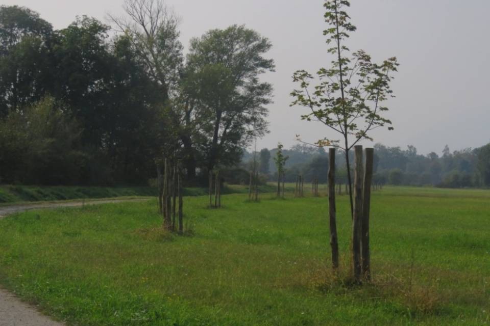 Un anno di viale alberato a Gudo