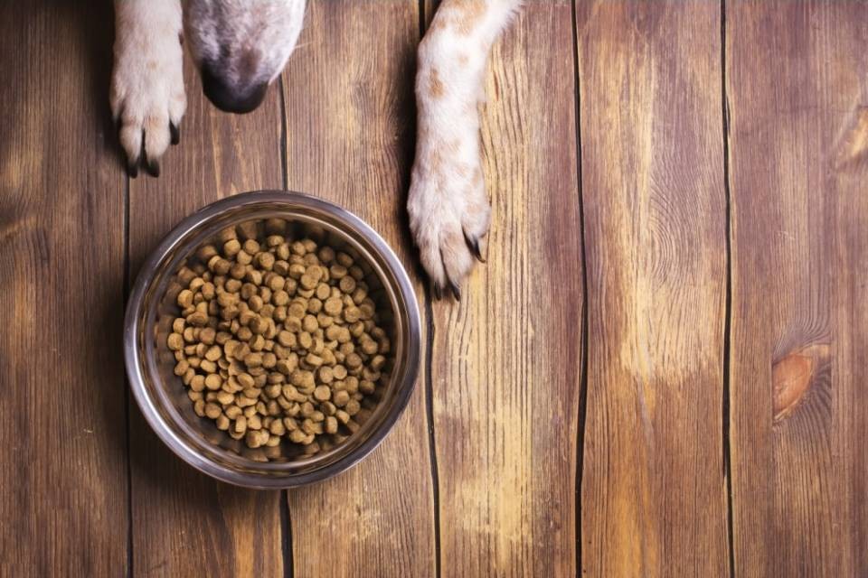 Germi resistenti nel cibo per cani con carne cruda