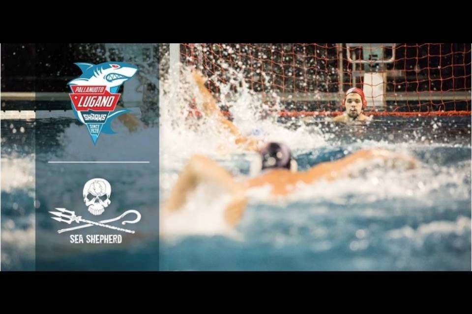 I Lugano Sharks scendono... in acqua per Sea Shepherd