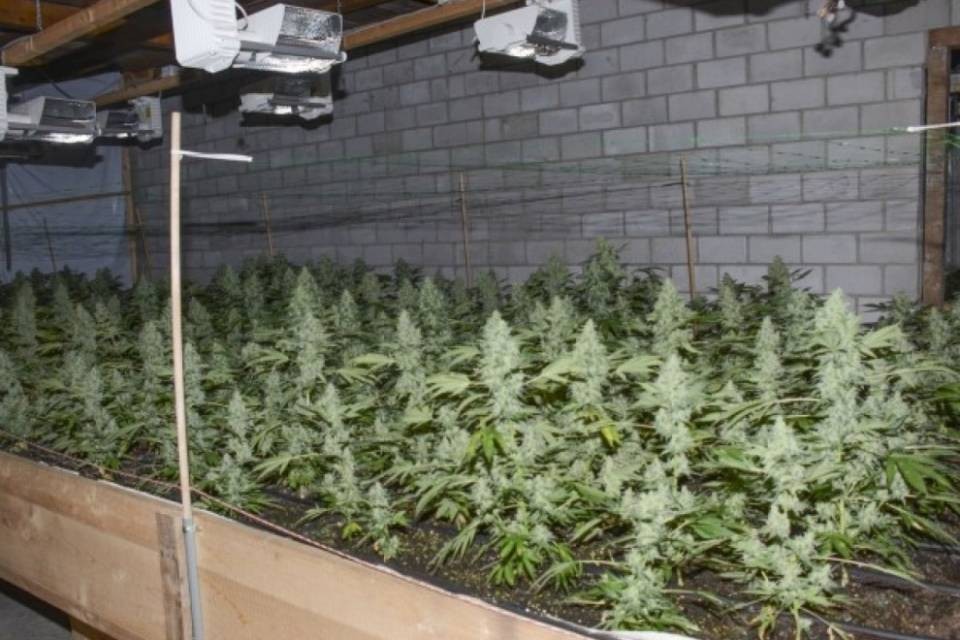 Marijuana nella casa abbandonata, condannati