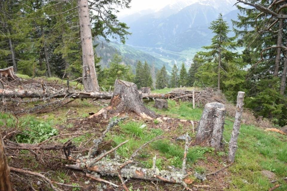 Boscaiolo rimane ferito a causa di un tronco d’albero