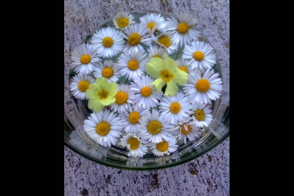 A Natale sbocciano le margherite