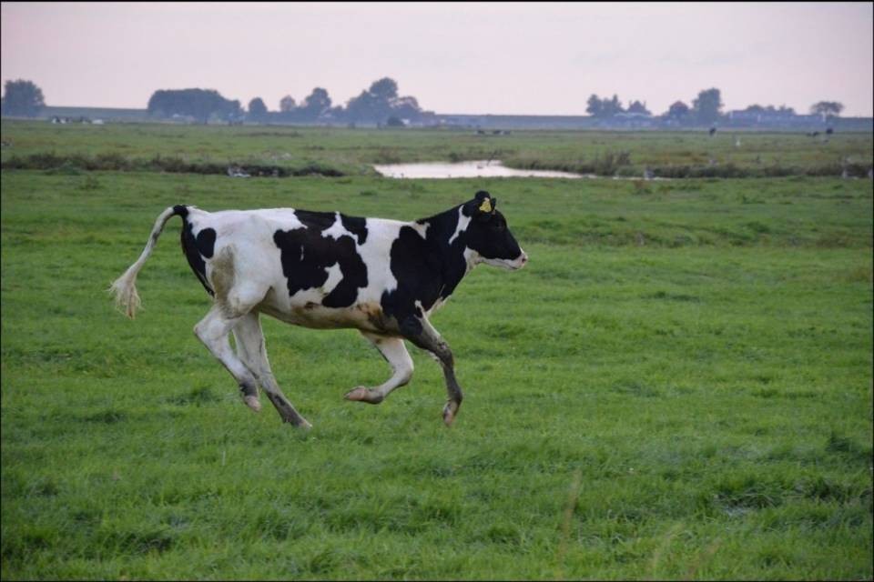 Mucca in fuga: inseguimento con sparatoria a Langendorf