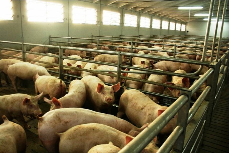 Leggera flessione per la produzione animale in Svizzera