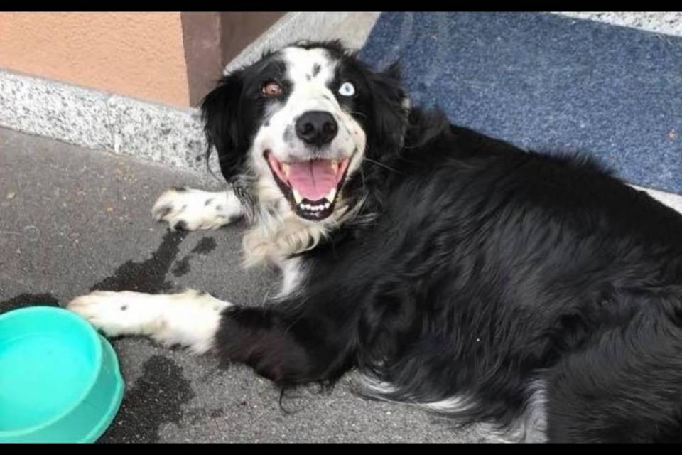Ritrovato un cane a Gravesano, ma di chi è?