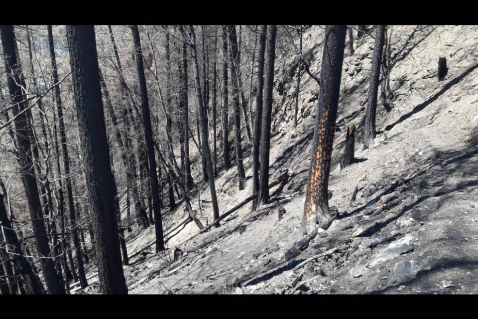 Incendio di Osco: via al recupero della superficie boschiva