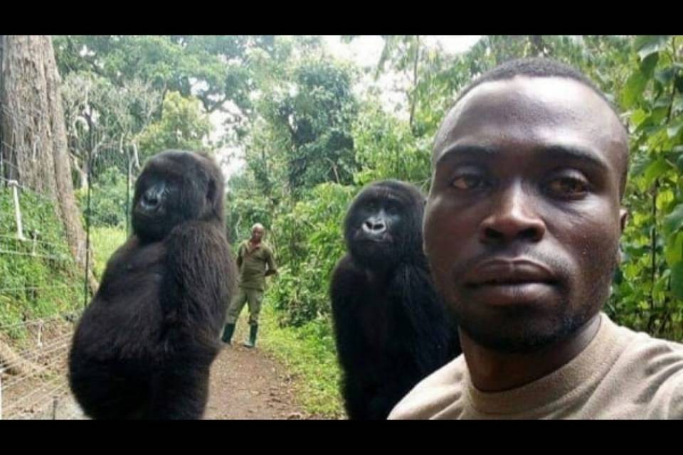 Quando i gorilla si mettono in posa per un selfie