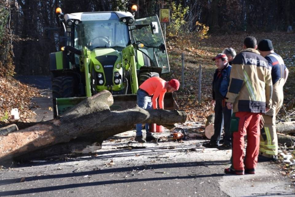 Novazzano, pianta cade sulla strada a causa del vento