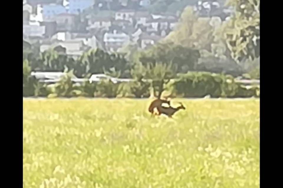 Cervi amoreggiano all'aeroporto di Magadino