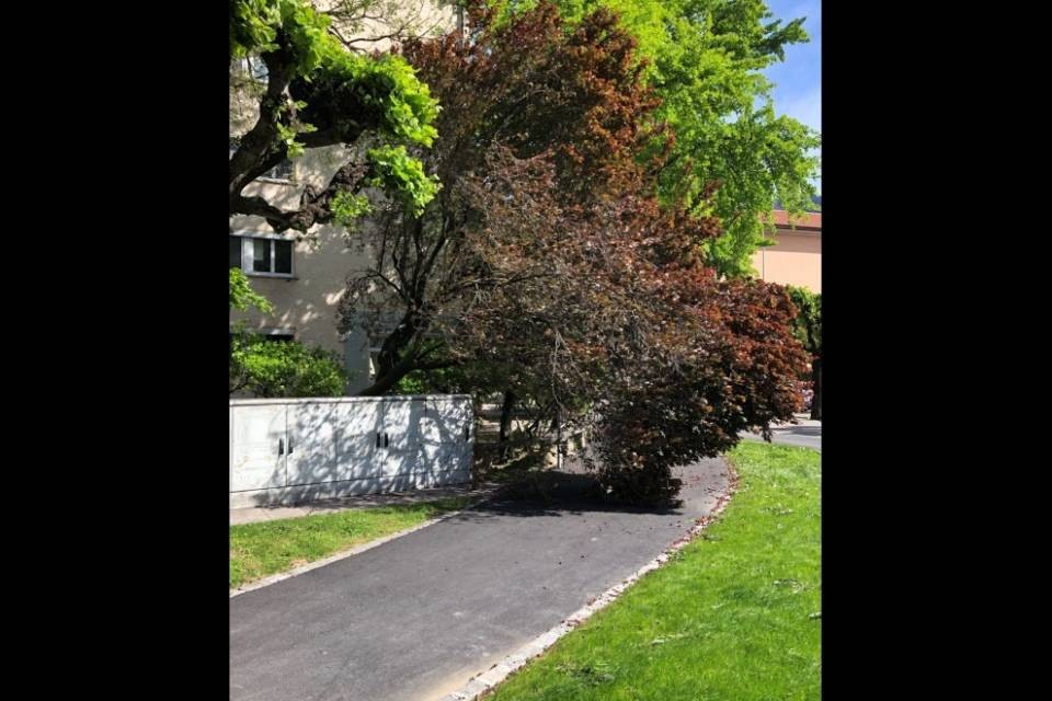 Il vento causa danni: alberi spezzati e pannelli solari divelti