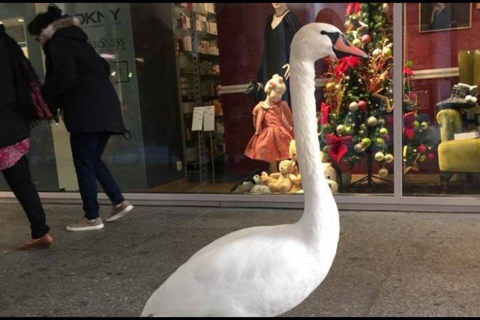 Il cigno torna a fare "shopping" in Via Nassa...