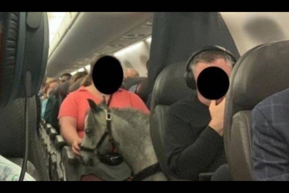 In aereo con un pony per combattere gli attacchi di panico