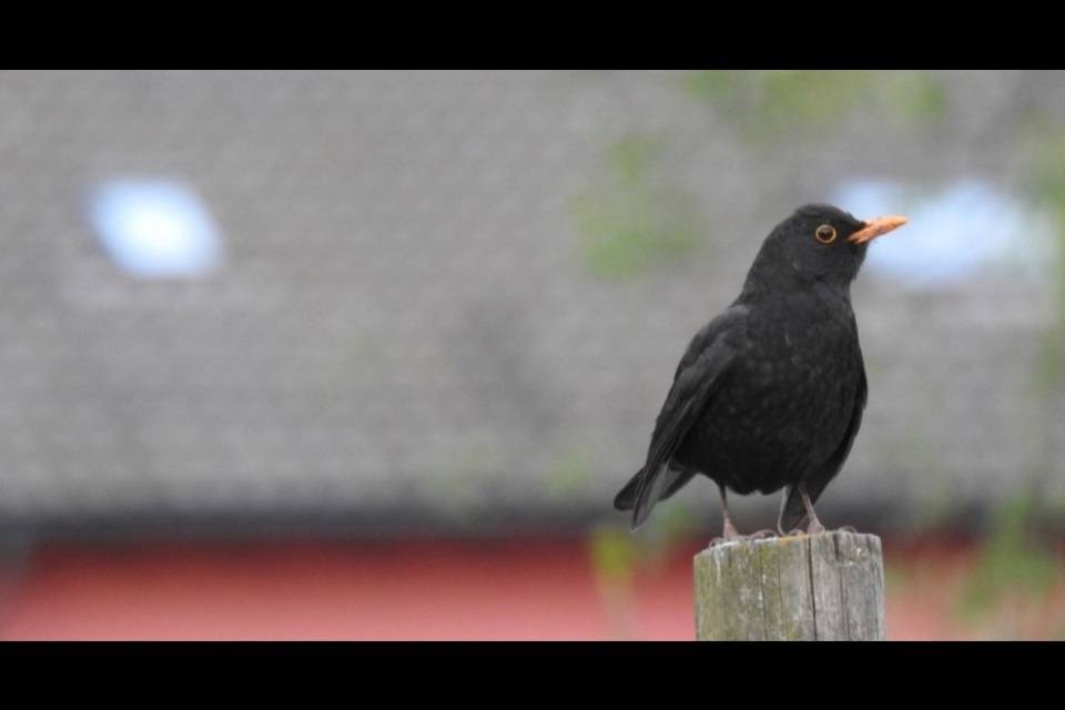 Birdwatcher anche a casa: parte la conta degli uccelli