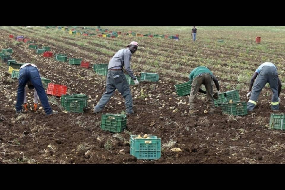 Più braccia per l'agricoltura, Berna recluta rifugiati