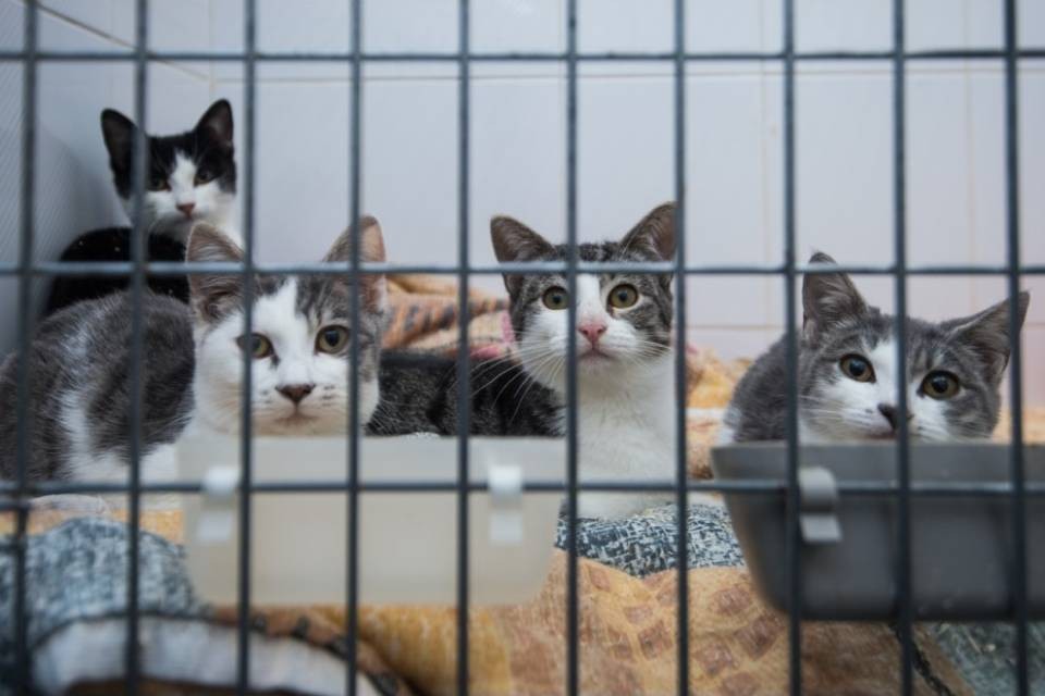 Animali, niente riconteggio (per ora)