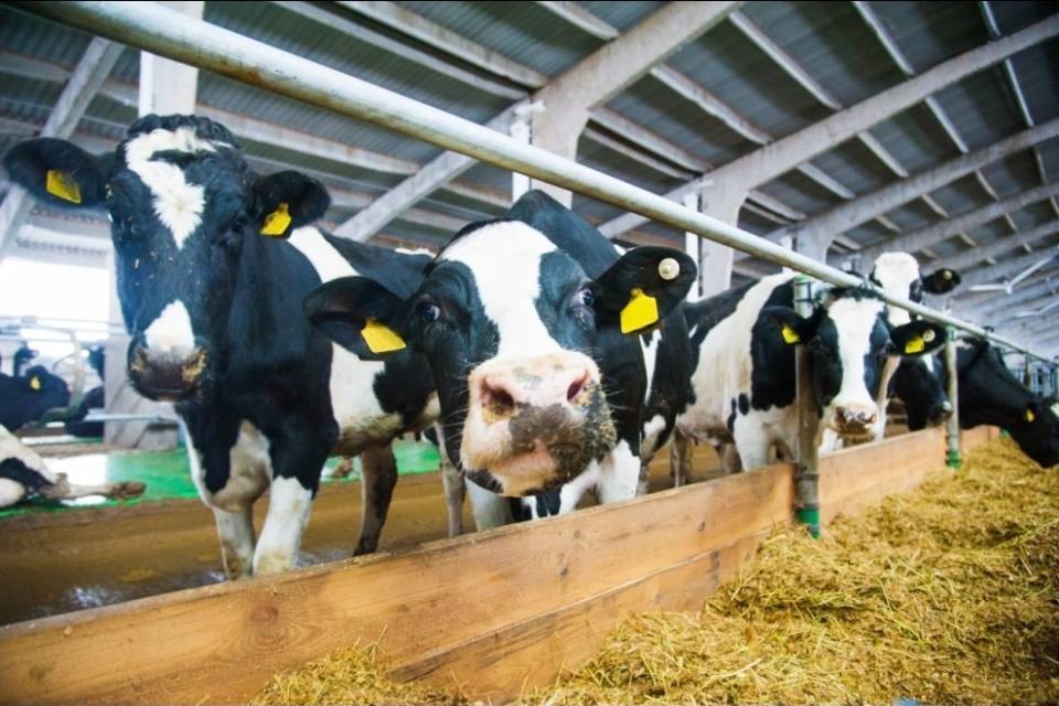 Presenza di stafilococco, listeria e E. coli. nei prodotti lattiero-caseari