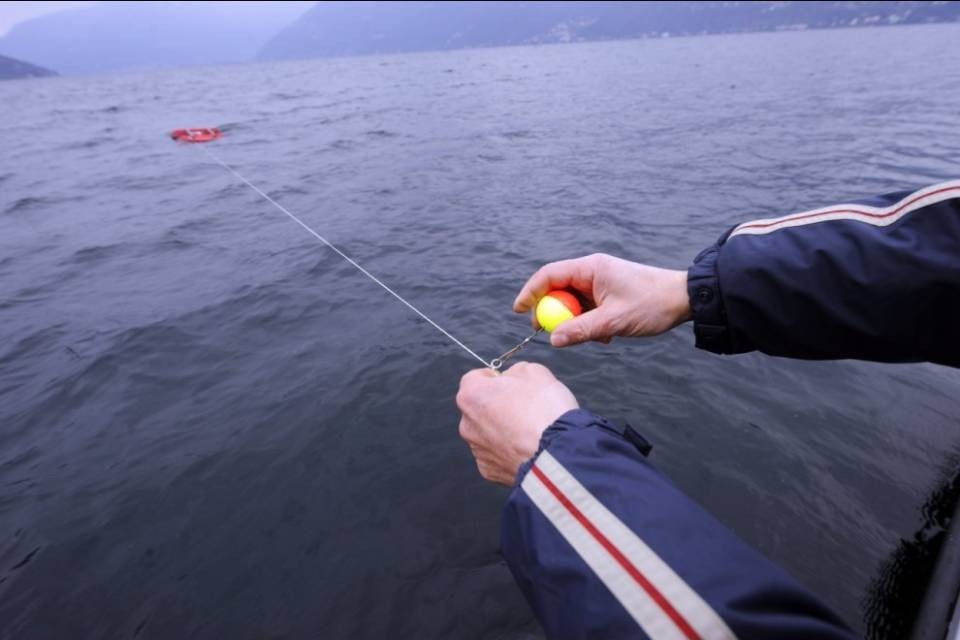 Nuovi "ospiti indesiderati" nel Verbano