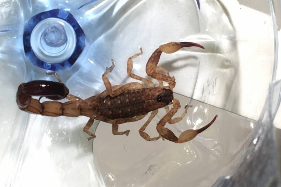 Rientra dalle vacanze a Bali con uno scorpione in valigia