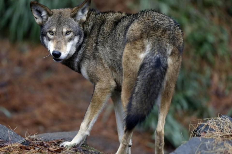 18 capi uccisi, i predatori preoccupano