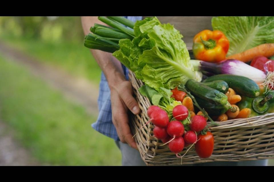 Calano le aziende agricole, cresce il biologico