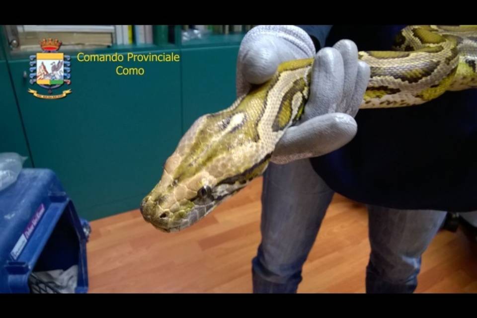 Confine: la droga la custodiva il pitone