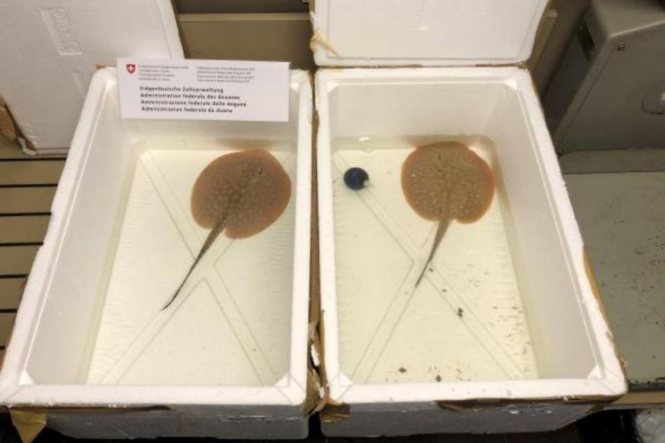 Due razze d'acqua dolce nel bagagliaio, multa salata